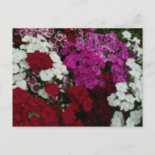 Cartão Postal Branco, Rosa e Vermelho Dianthus Floral