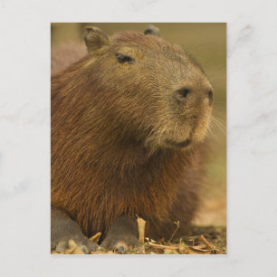 Cartão Postal Brasil, Pantanal, Matto Grosso. Capivara