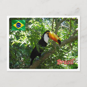 Cartão Postal Brasil - Toco Toucan -
