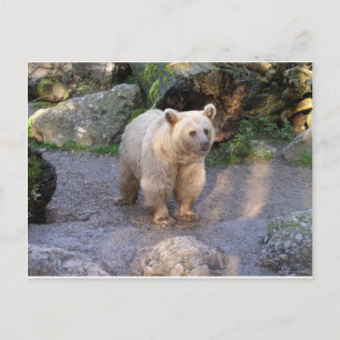 Cartão Postal Braunbär