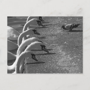 Cartão Postal Brave Pigeon