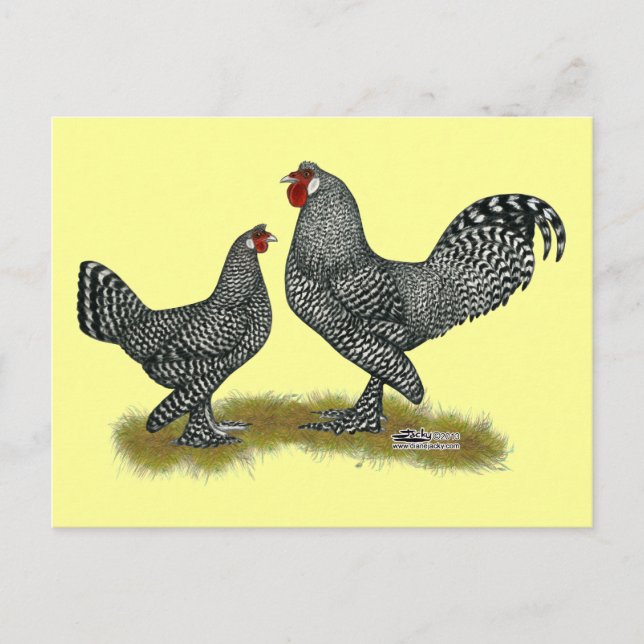 Cartão Postal Breda Chickens Cuckoo (Frente)