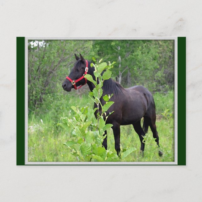 Cartão Postal Breezy (Frente)