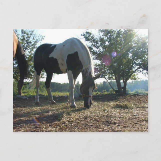 Cartão Postal Breezy Sunbeams (Frente)