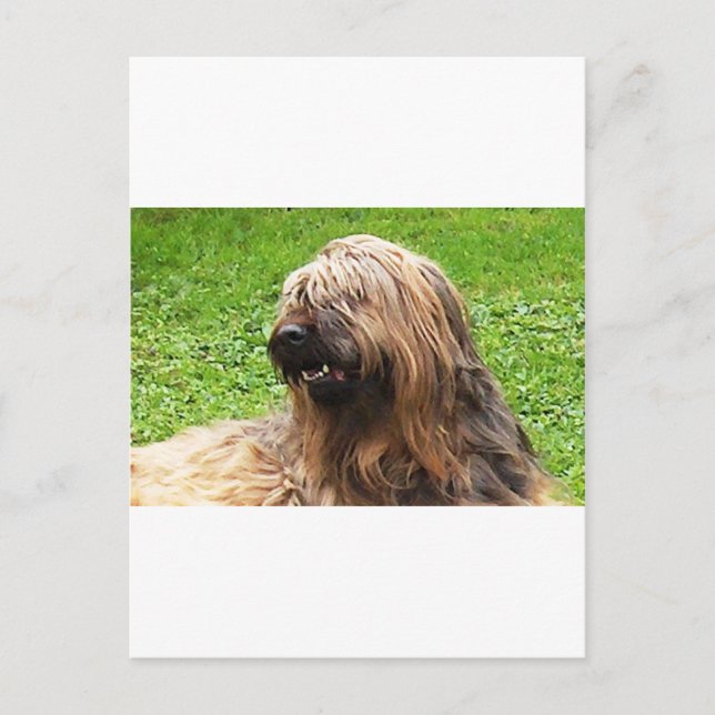 Cartão Postal Briard Fauve (Frente)