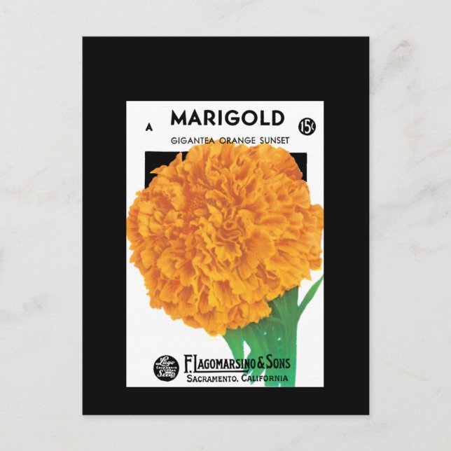 Cartão Postal Bright Orange Marigold (Frente)