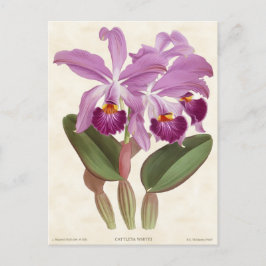 Cartão Postal Bright Purple Cattleya Orchid Vintage Botânica