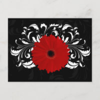 Bright Red Gerbera Daisy em Preto