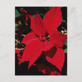 Cartão Postal Bright Red Pointsettia