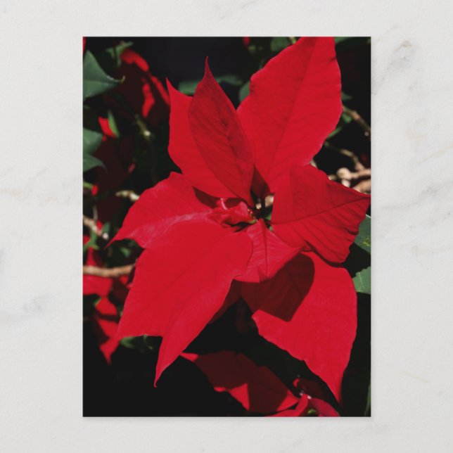 Cartão Postal Bright Red Pointsettia (Frente)