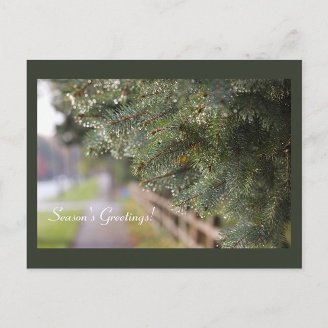 Cartão Postal Bright Shimmering Evergreen Agulha Modern Holiday (Frente)