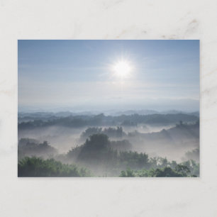 Cartão Postal Bright Sunlight in the Bamboo Trees Taiwan