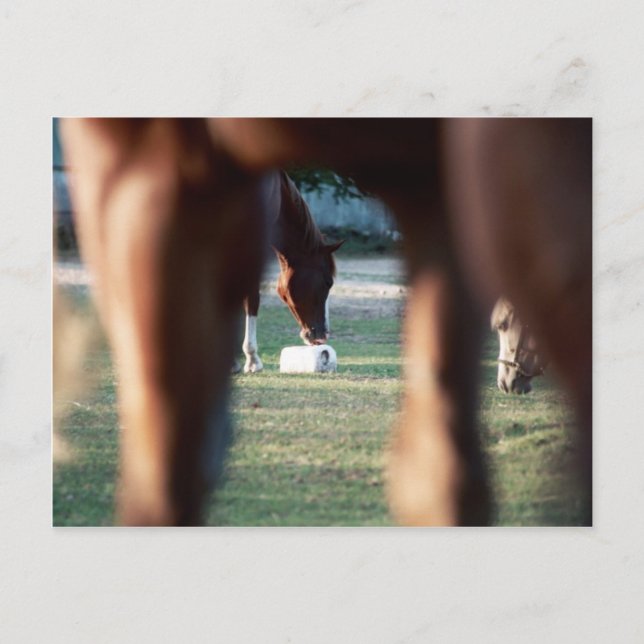 Cartão Postal Brilha em Lady Lynx (Frente)