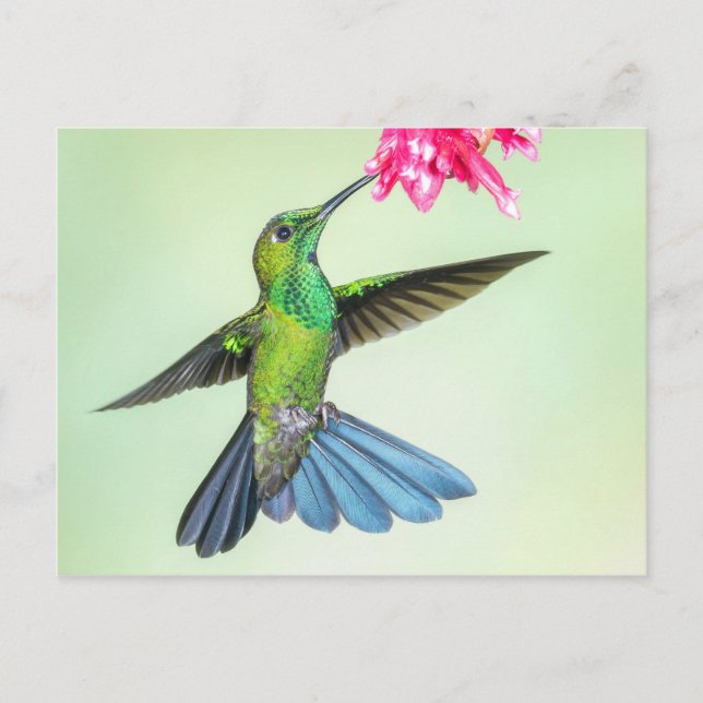 Cartão Postal Brilhante, De Coroa Verde, Hummingbird E Flor Rosa (Frente)