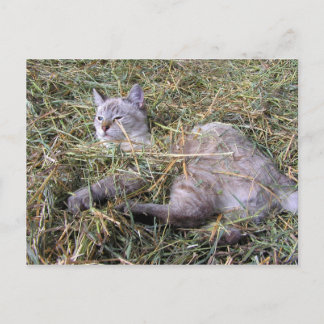 Cartão Postal Brincando no Hay