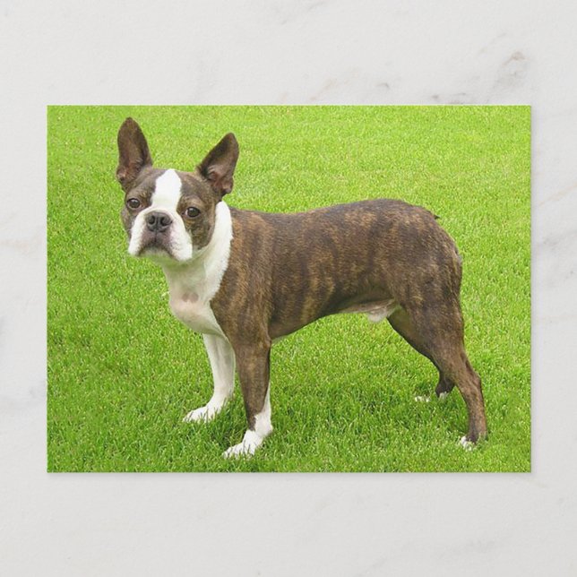 Cartão Postal Brindle Boston Terrier Puppy Dog Pensando em você (Frente)