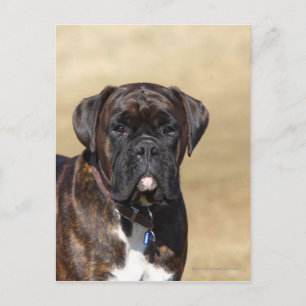 Cartão Postal Brindle Boxer Dog Stander