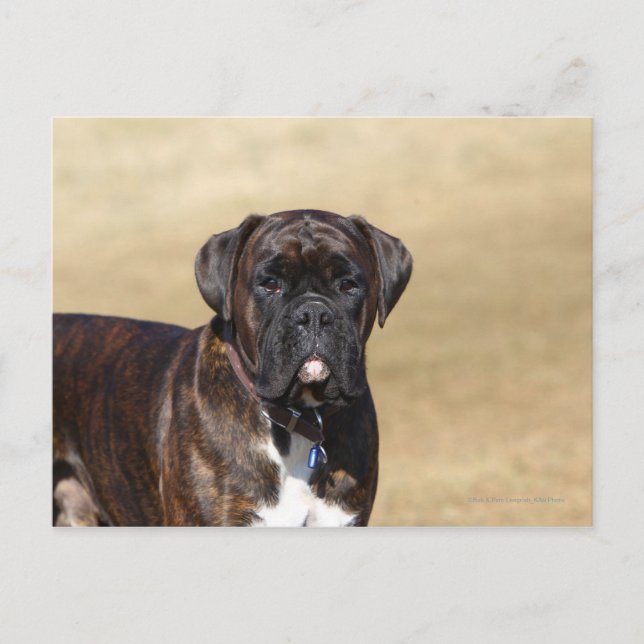 Cartão Postal Brindle Boxer Dog Stander (Frente)