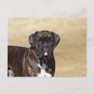 Cartão Postal Brindle Boxer Dog Stander