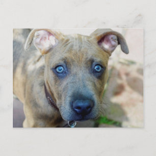Cartão Postal Brindle Pit Bull Puppy por Shirley Taylor