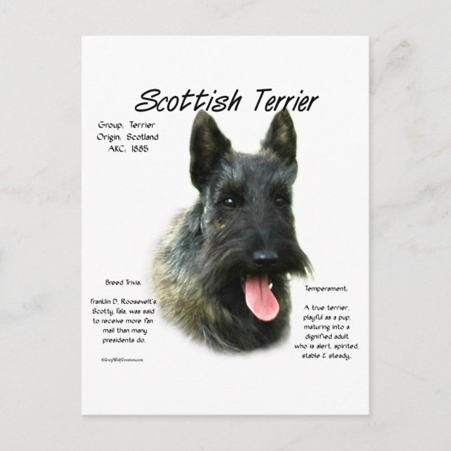 Cartão Postal Brindle Scottish Terrier History (Frente)