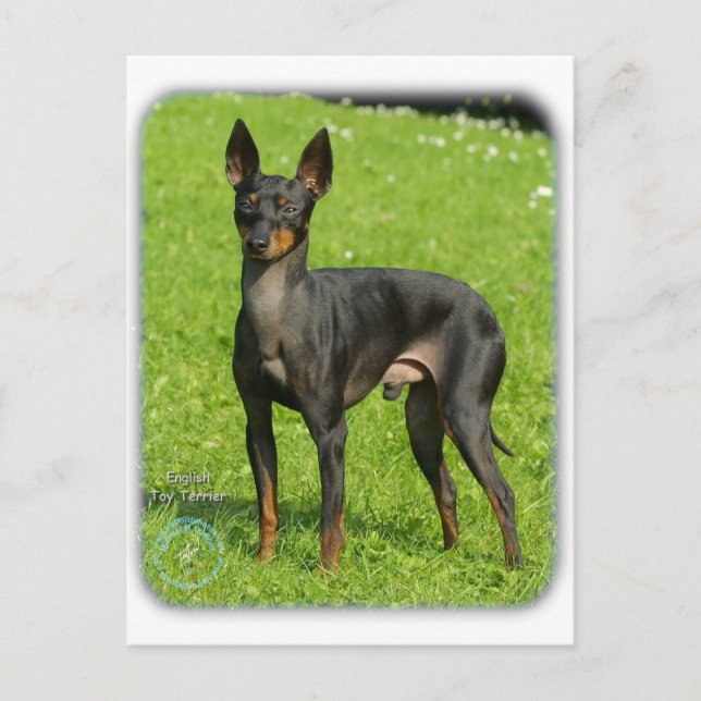 Cartão Postal Brinquedo Inglês Terrier 9R78D-77 (Frente)
