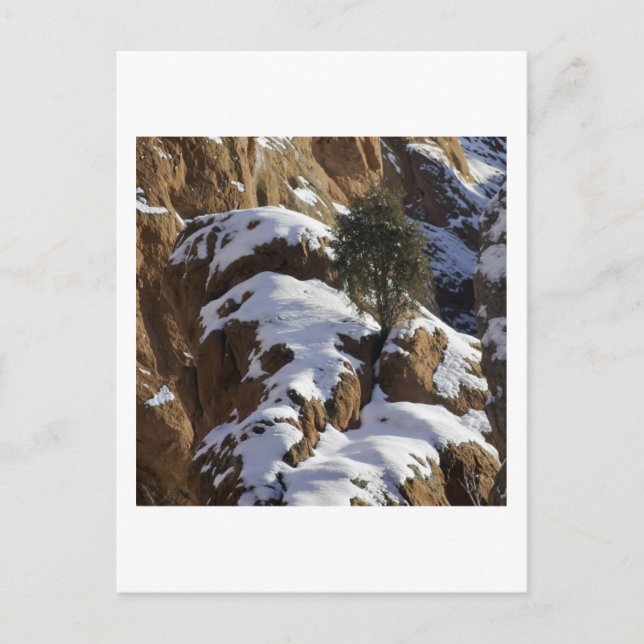 Cartão Postal Bristlecone Pine 1 (Frente)
