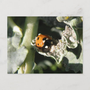 Cartão postal britânico 7 Spot-Ladybug