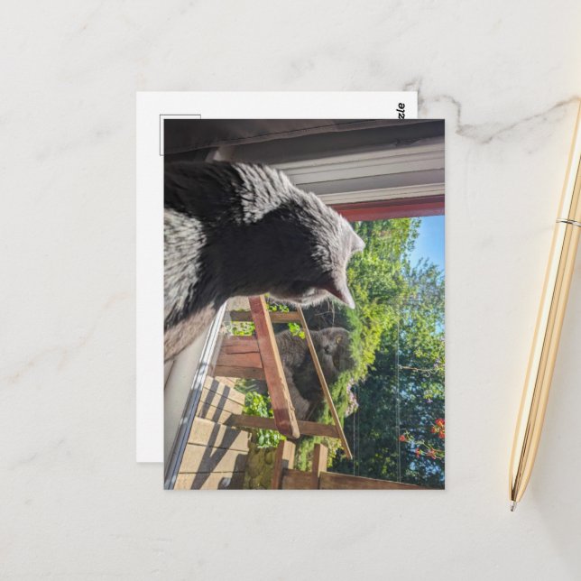 Cartão Postal British Shorthair Refletion in Window Photo (Frente/Verso In Situ)