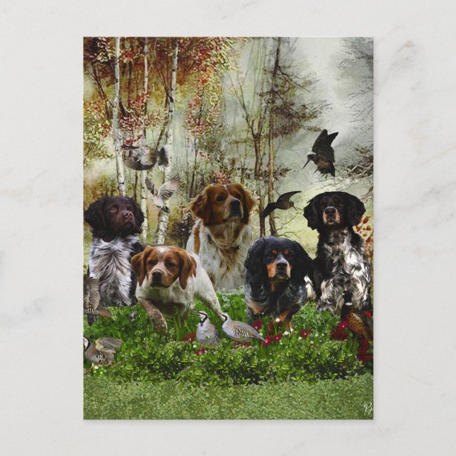 Cartão Postal Brittany Spaniels, Caça de Pássaros (Frente)
