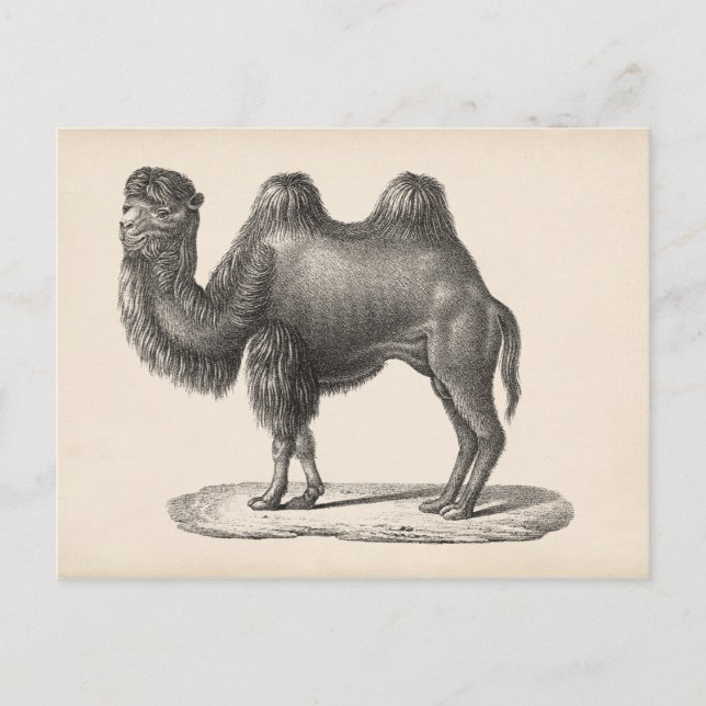 Cartão Postal Brodtmann Camel Sketch (Frente)