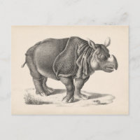 Brodtmann Rhinoceros Sketch