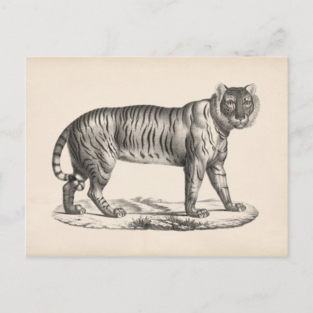 Cartão Postal Brodtmann Tiger Sketch (Frente)