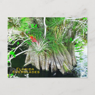 Cartão Postal Bromélia em Mangrove, Flórida Everglades