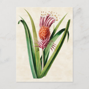 Cartão Postal Bromeliad Vintage Botânica