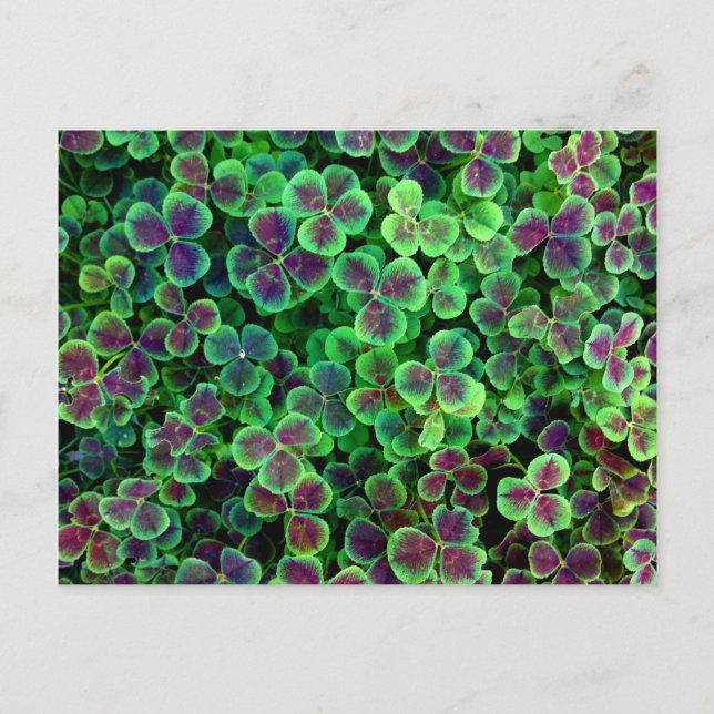 CARTÃO POSTAL BRONZY NETCH CLOVER (Frente)