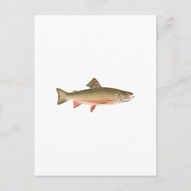 Cartão Postal Brook Trout Art (Frente)