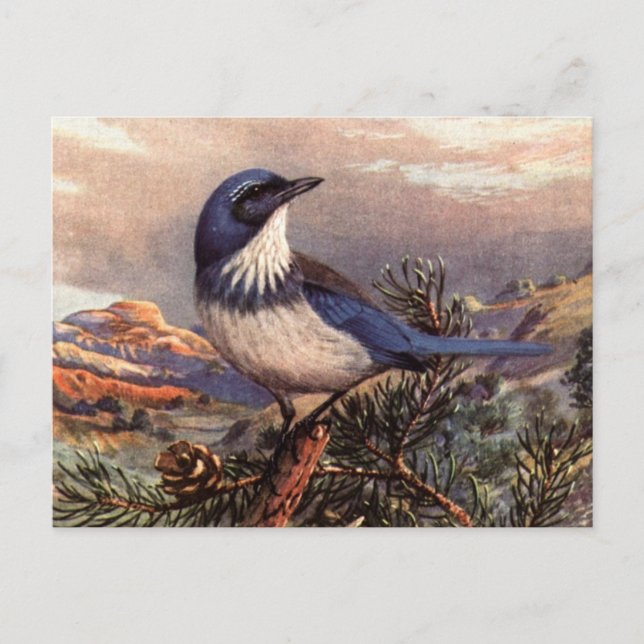 Cartão Postal Brooks Western Scrub-Jay (Frente)