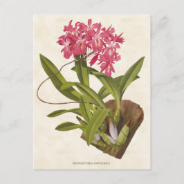 Cartão Postal Broughtonia Cor-de-rosa Orquídea Botânica
