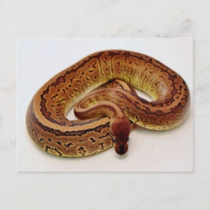Cartão Postal Brown Ball Python