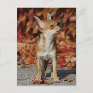 Cartão Postal Brown Chihuahua Puppy