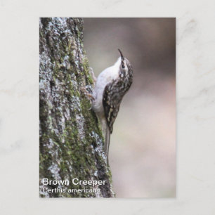 Cartão Postal Brown Creeper