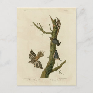 Cartão Postal Brown Creeper, Pygmy Nuthatch do Pássaro de Audubo