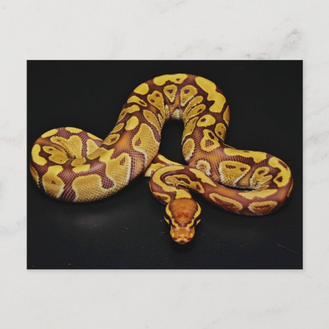 Cartão Postal Brown e Dourado Ball Python (Frente)