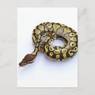 Cartão Postal Brown e Dourado Ball Python 2
