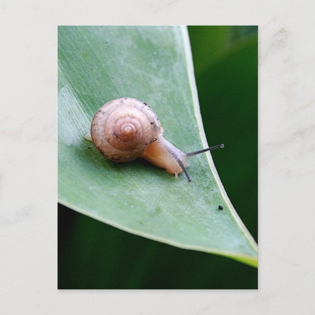 Cartão Postal Brown Garden Snail (Frente)