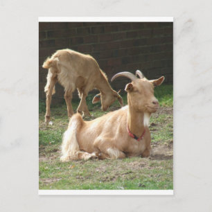 Cartão Postal Brown Goat