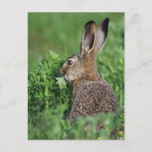 Cartão Postal Brown Hare, Lepus europaeus, jovem comendo,