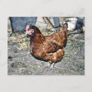 Cartão Postal Brown Hen No Anão Traseiro