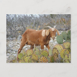 Cartão Postal Brown manchou a cabra
